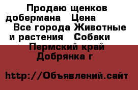 Продаю щенков добермана › Цена ­ 45 000 - Все города Животные и растения » Собаки   . Пермский край,Добрянка г.